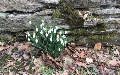 Der Frühling lässt nicht mehr lange auf sich warten …