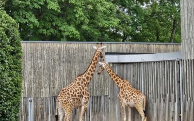 Ausflug in den Zoo Dresden
